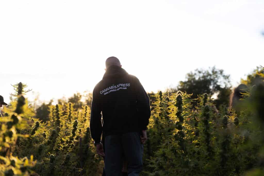 CANNABIS XPRESS owner in field
